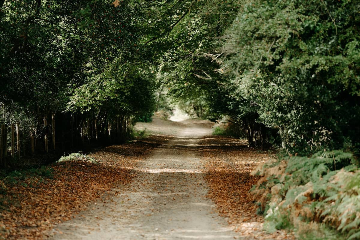 New Forest holiday let region — Full Bed Hosts management area