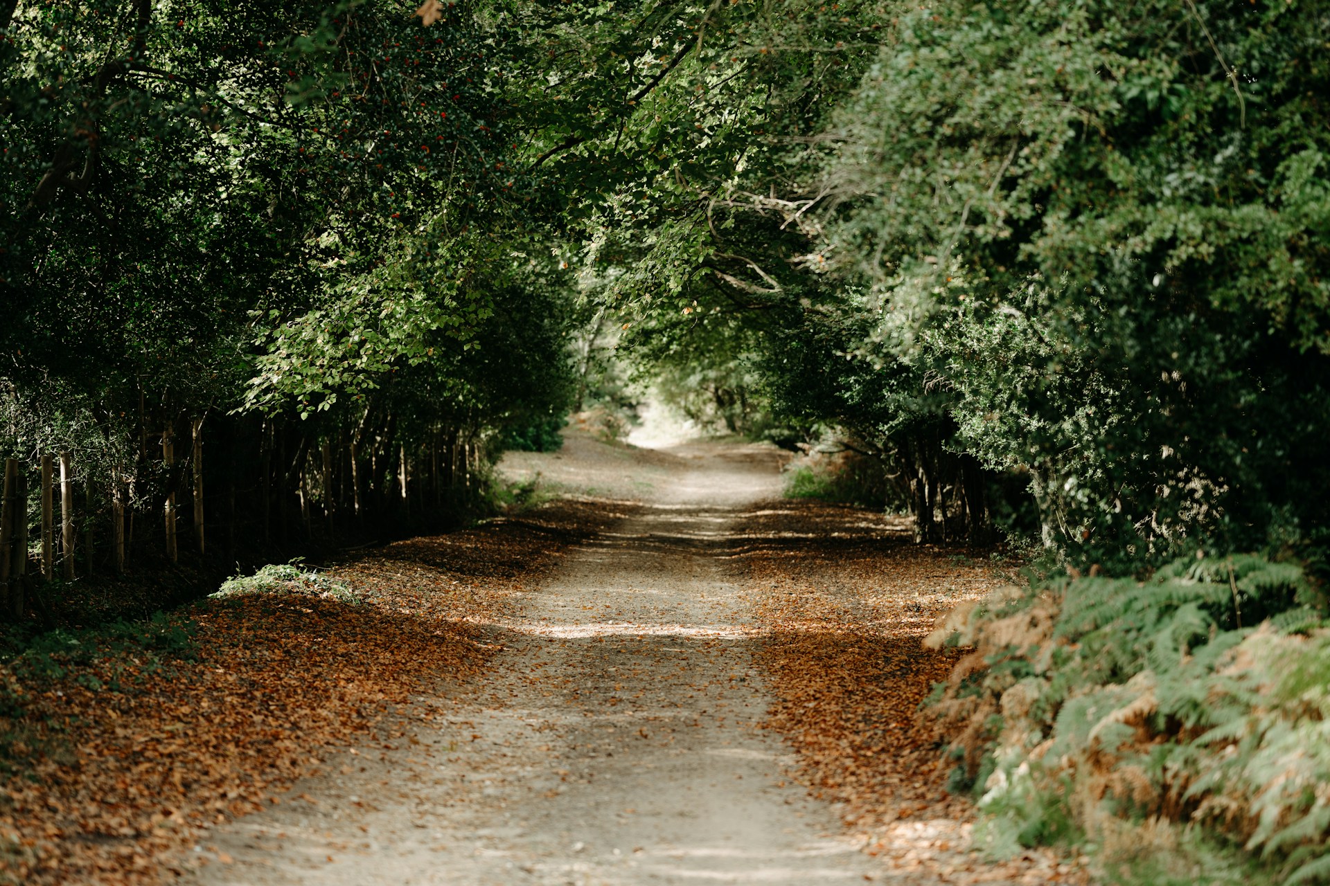Holiday let management in New Forest