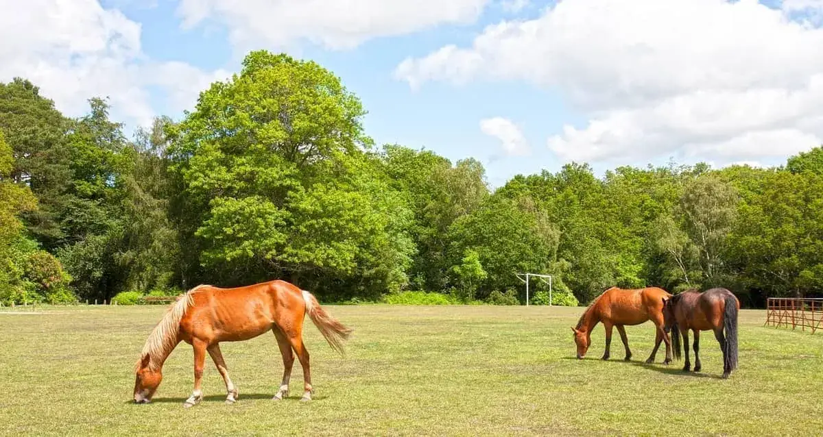 New Forest ponies in their natural woodland habitat