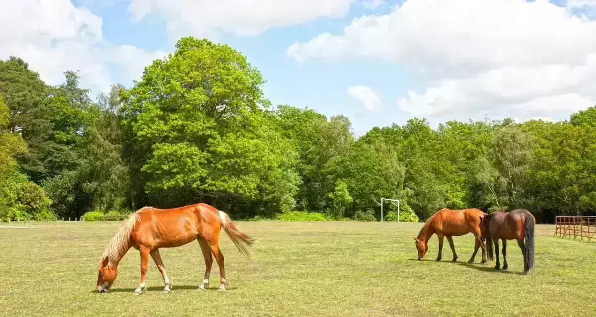 New Forest ponies in their natural woodland habitat